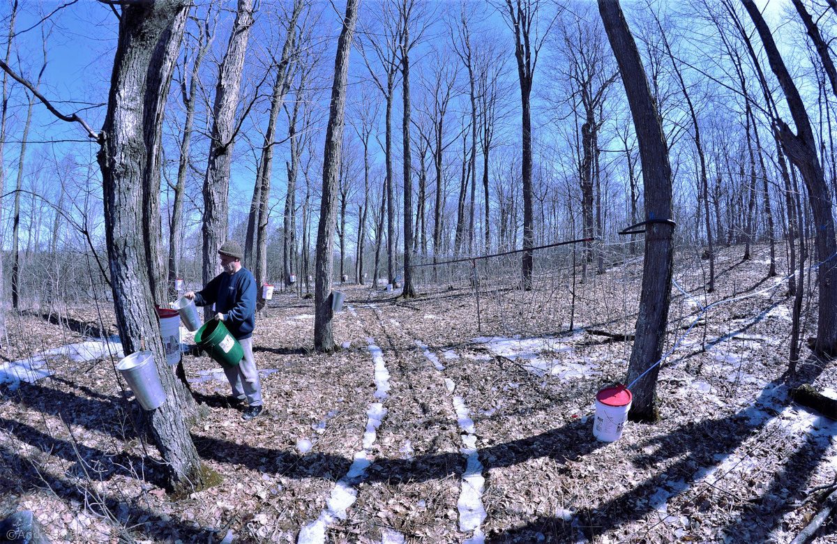 Collecting sap to make maple syrup