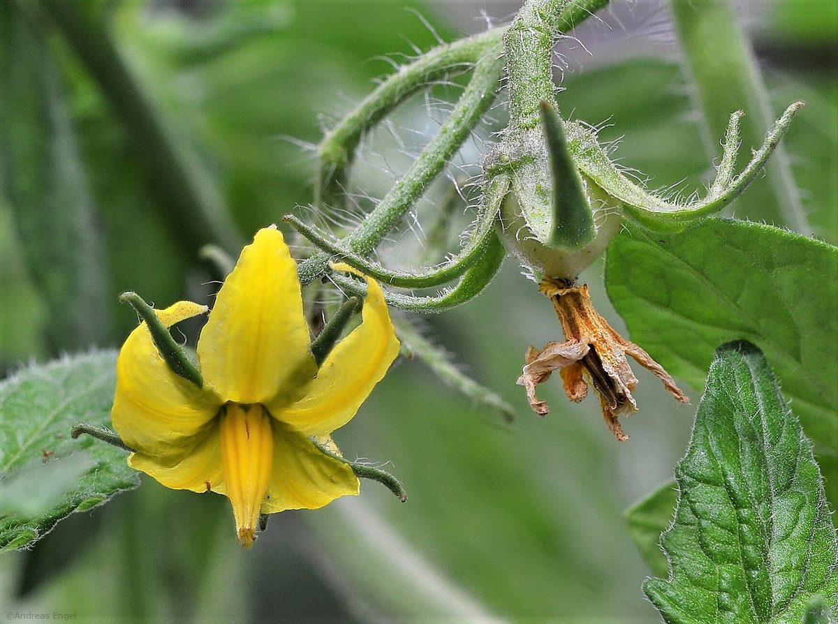 Tomato blossoms promising a future harvest.