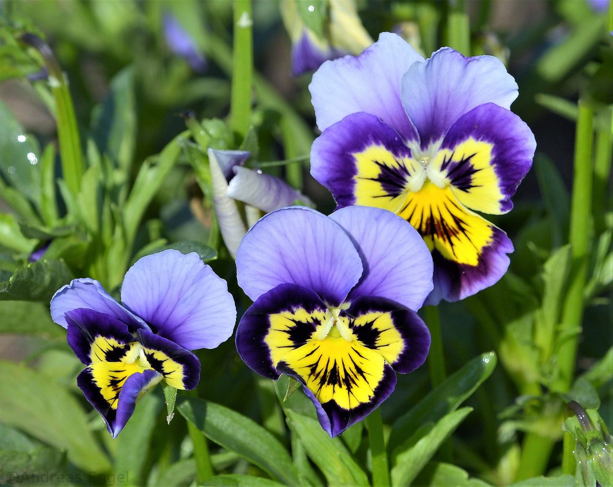 Scary angry flowers!