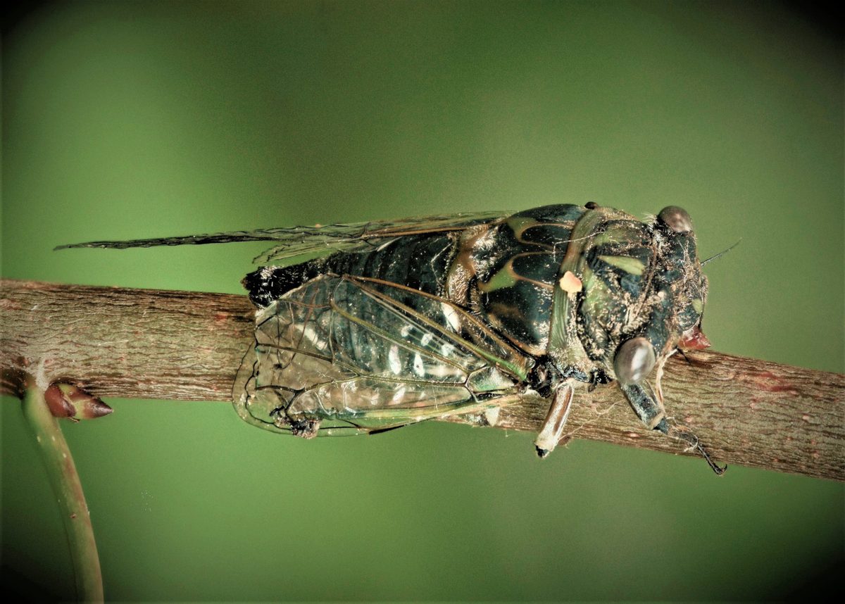 Battle weary cicada
