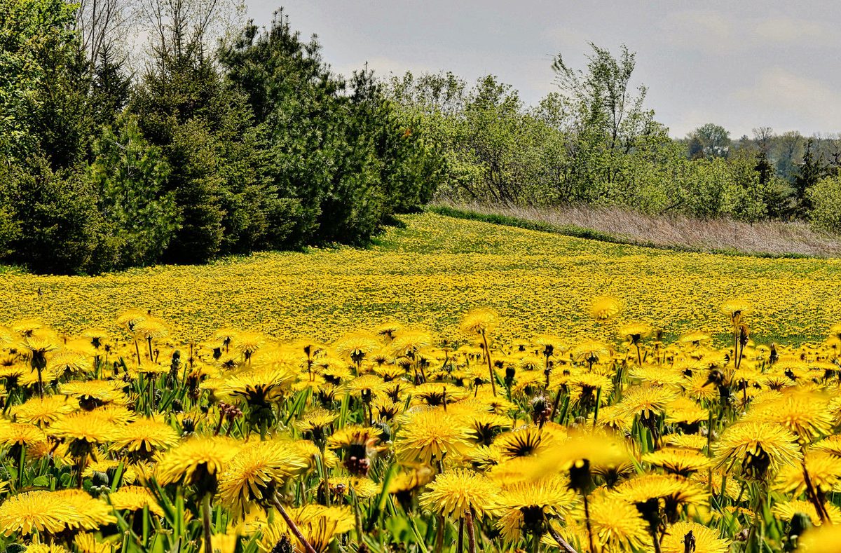 Surrealistic dandelions dancing in the wind