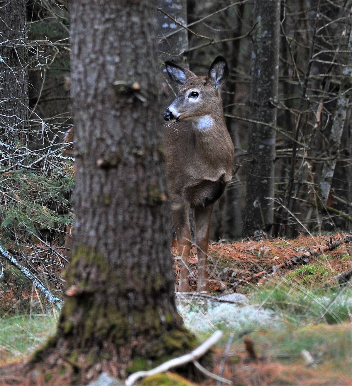 Peekabooooooo!