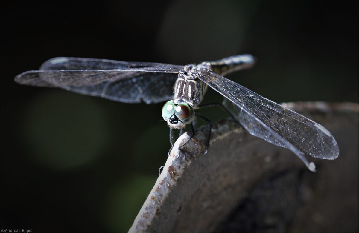 A helicopter of the insect world taking off!