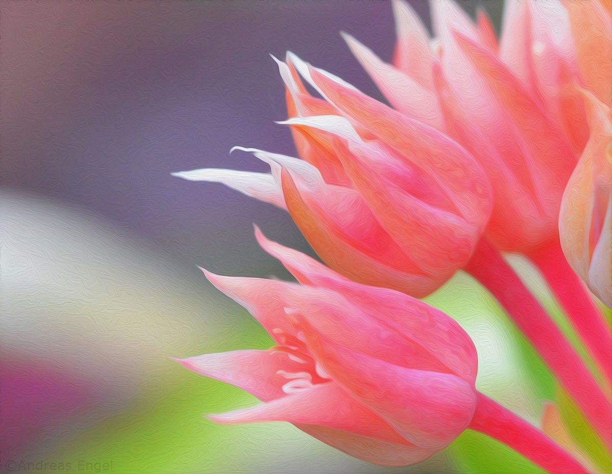 'Oil Paint' effect from 'Filter' @ PhotoShop-6
