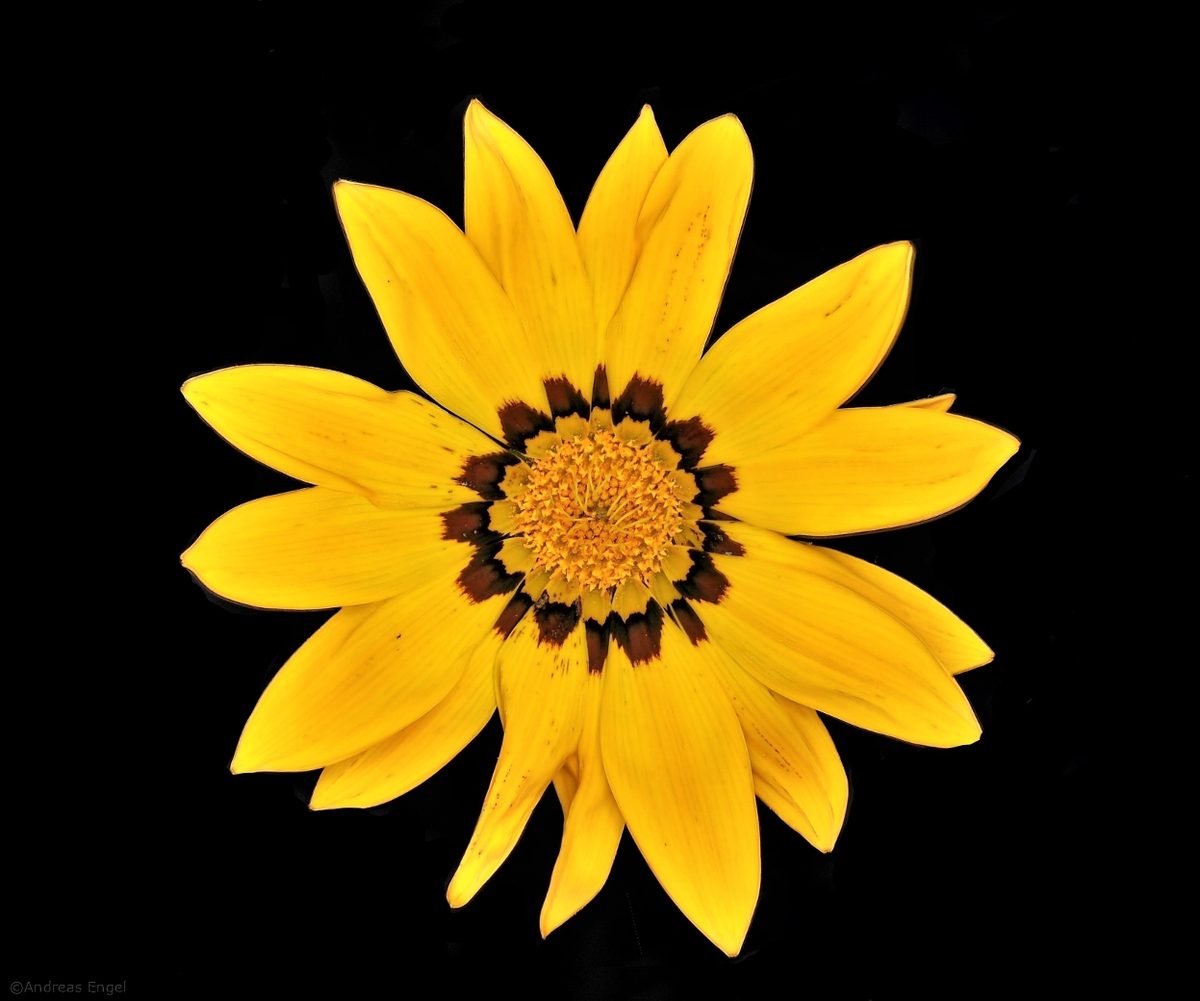 Sunflowers in the summer.