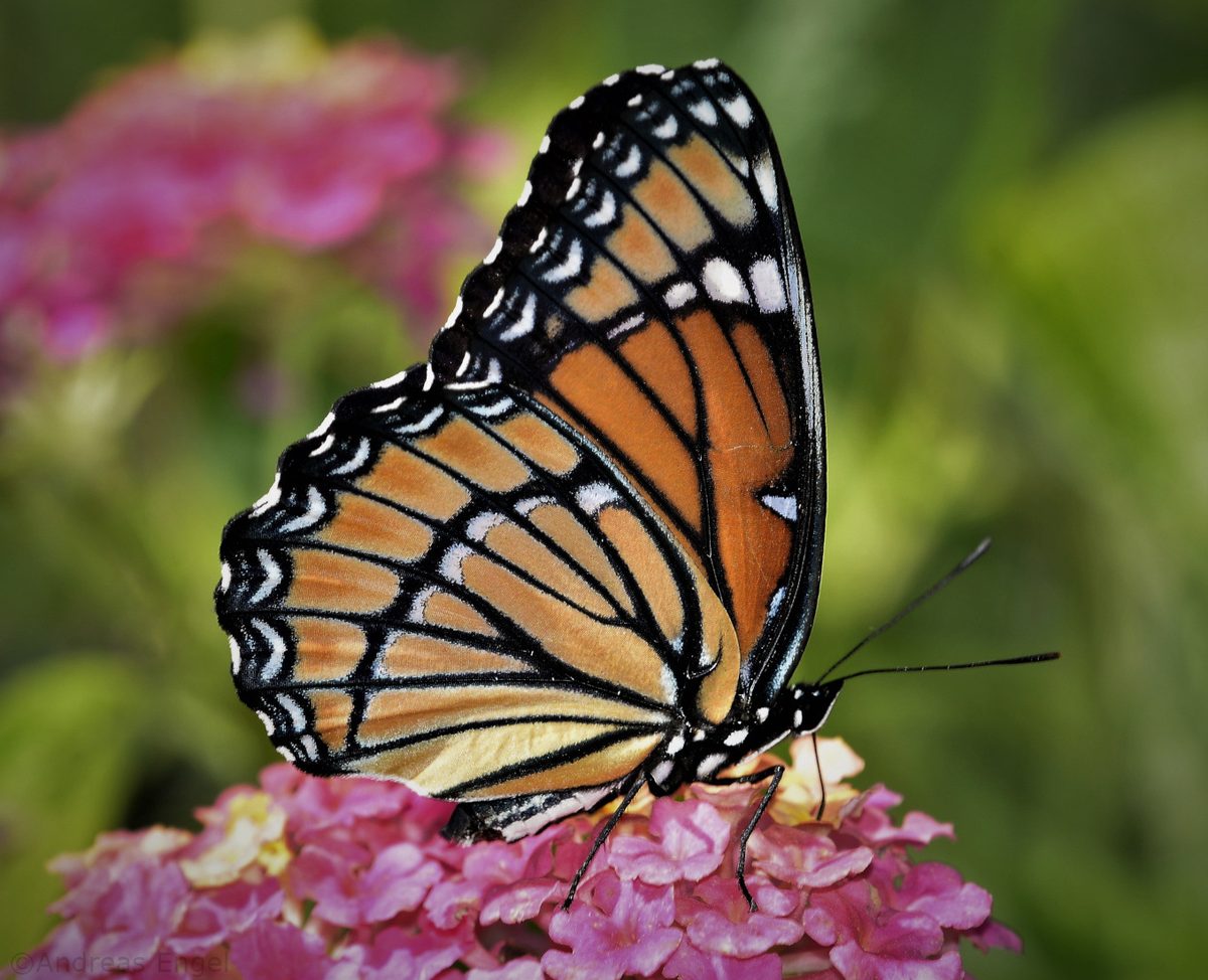 The Monarchs are back!