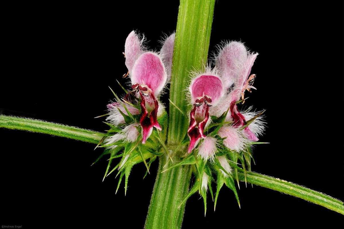 The painfully pretty flower of a nasty weed.