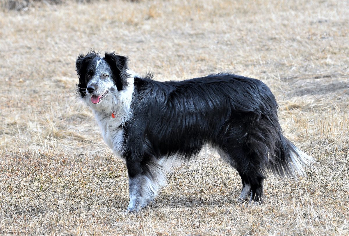 Skip pausing on a run in the field