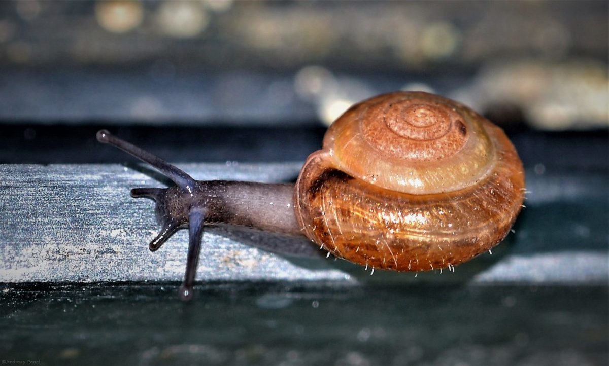 Moving along the edge of a pane of glass at a.... snails pace!
